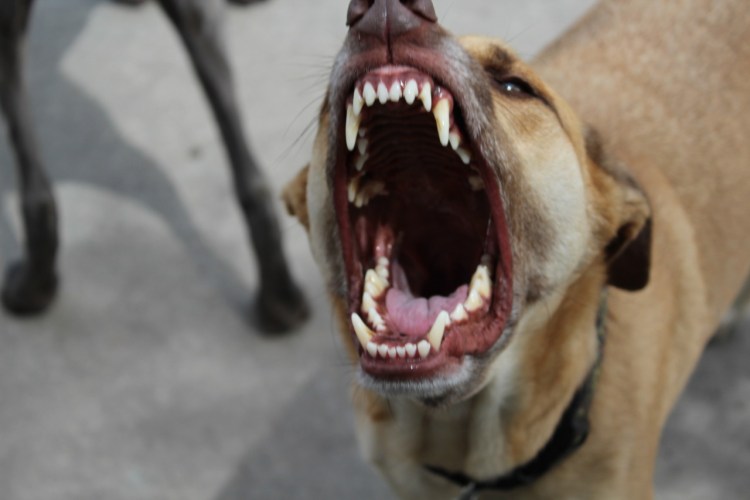 Чокнутая собака