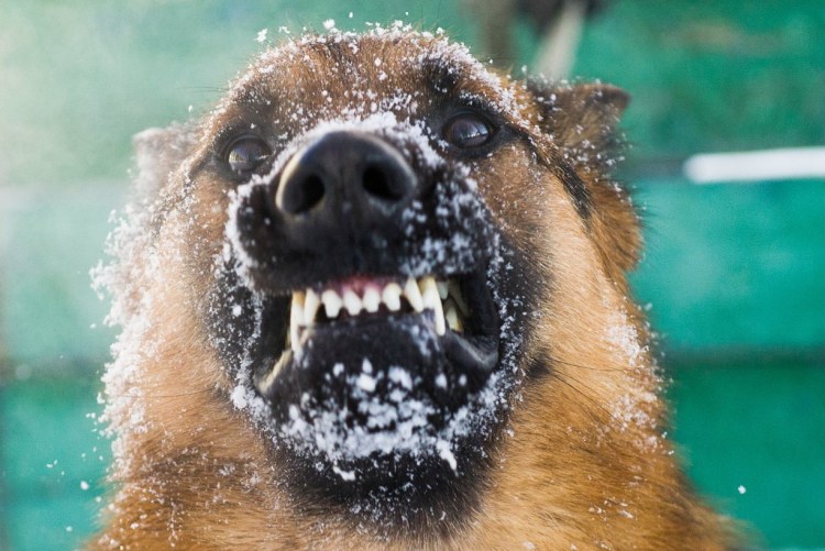 Разъяренная собака