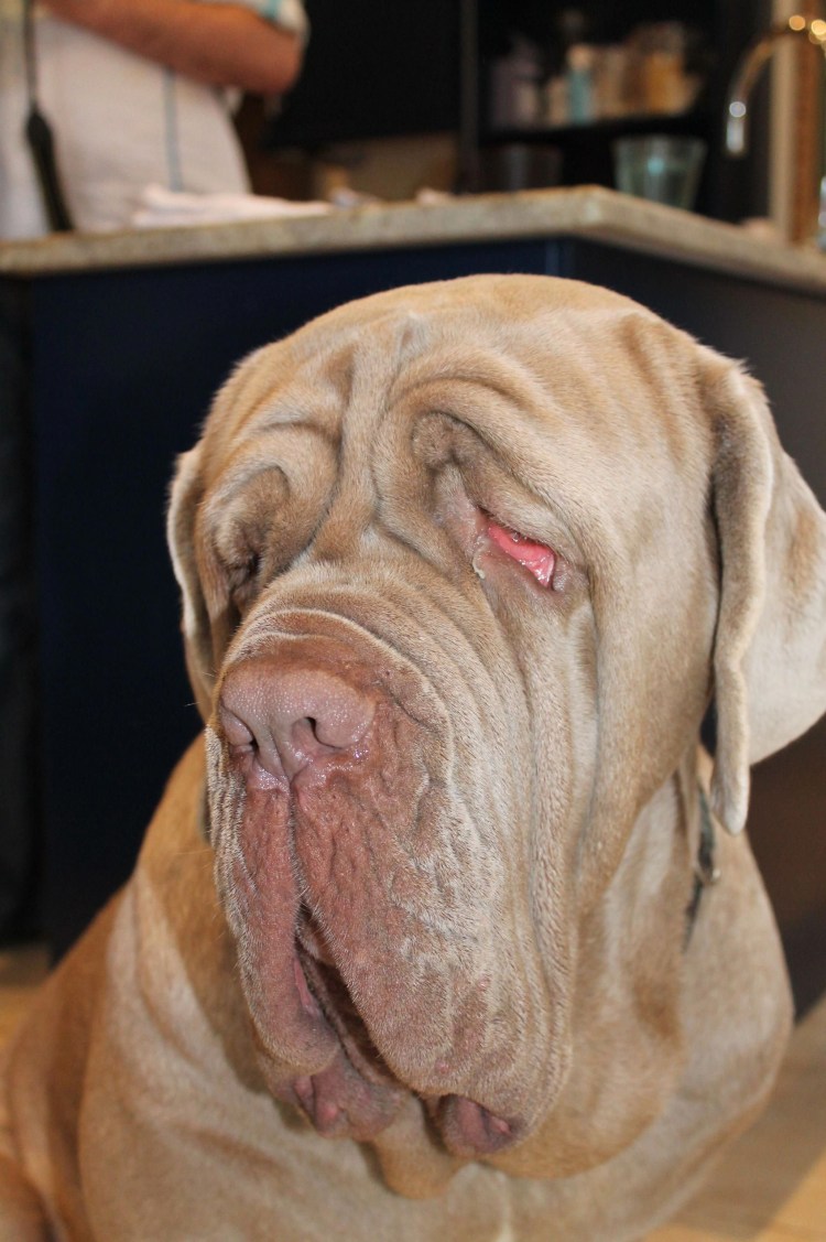 Мастиф неаполитано слюни