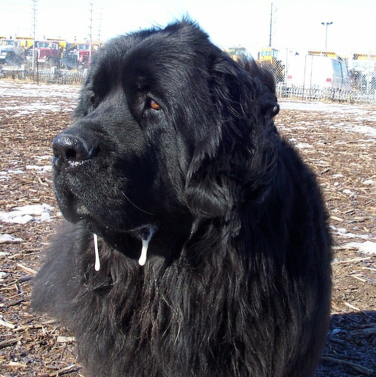 Бульдог со слюнями