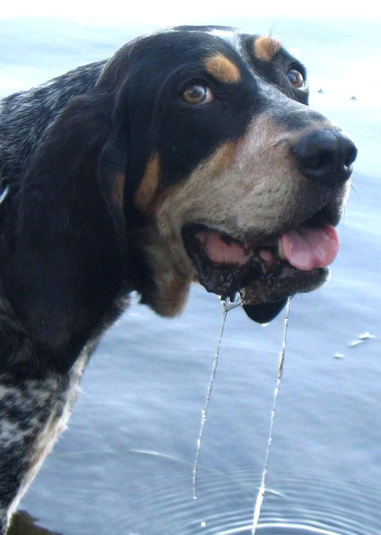 Сопливый Мопс