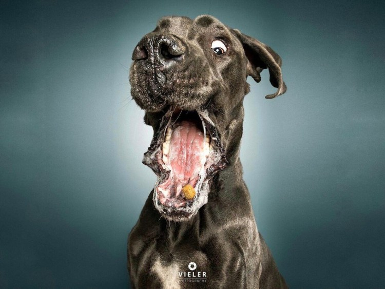Собака со слюнями