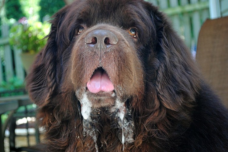 Слюнявые ньюфаундленд