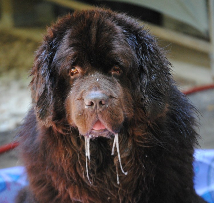 Слюнявые ньюфаундленд