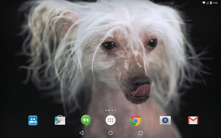 Ньюфаундленд улыбается