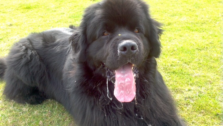 Лабрадор ретривер нос