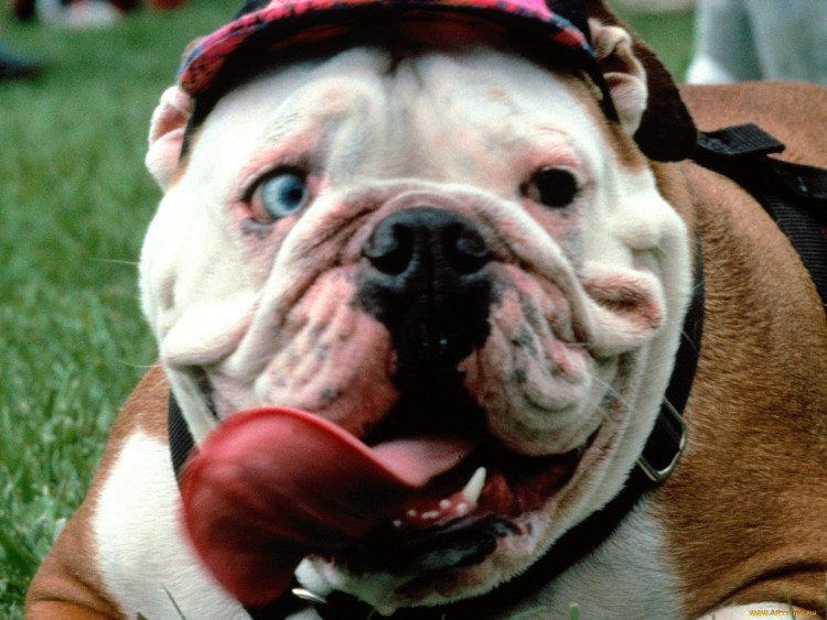 Английский бульдог Жажа