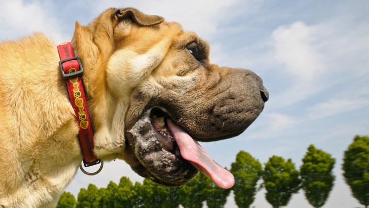 Слюнявая собака
