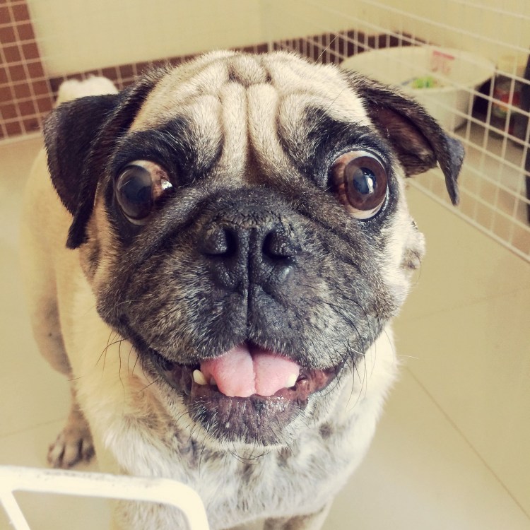 Собака рыжая слюнями