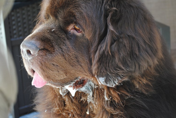 Боксёр собака слюни