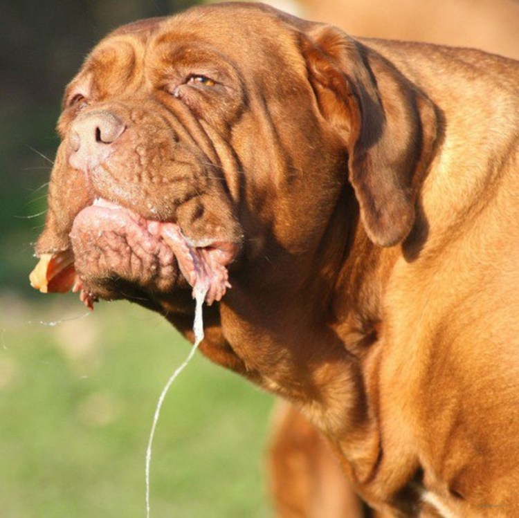 Бордосский дог Хуч