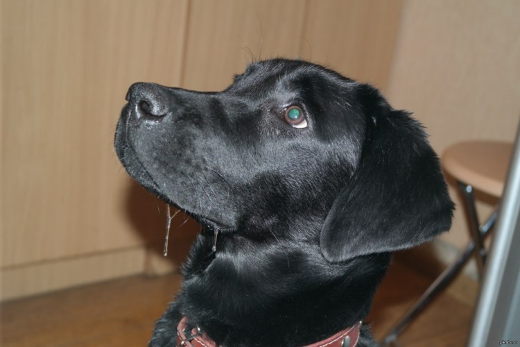 Слюнявый французский бульдог