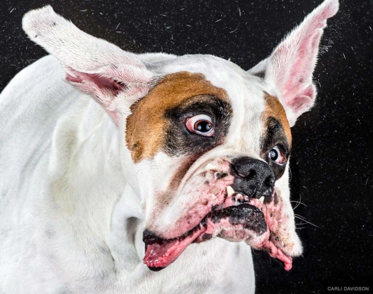 Бульдог улыбается