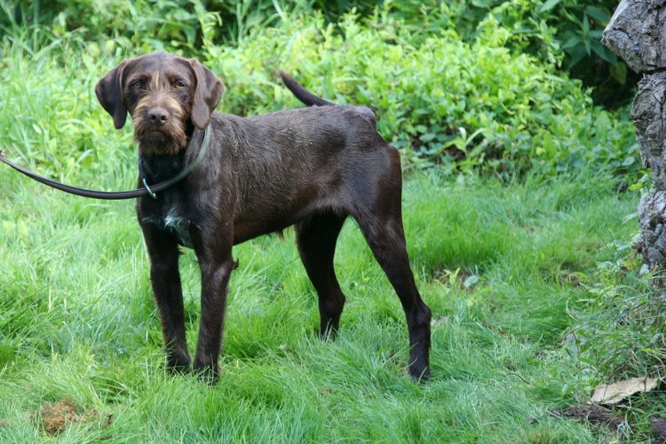 Дратхаар черный гладкошерстный