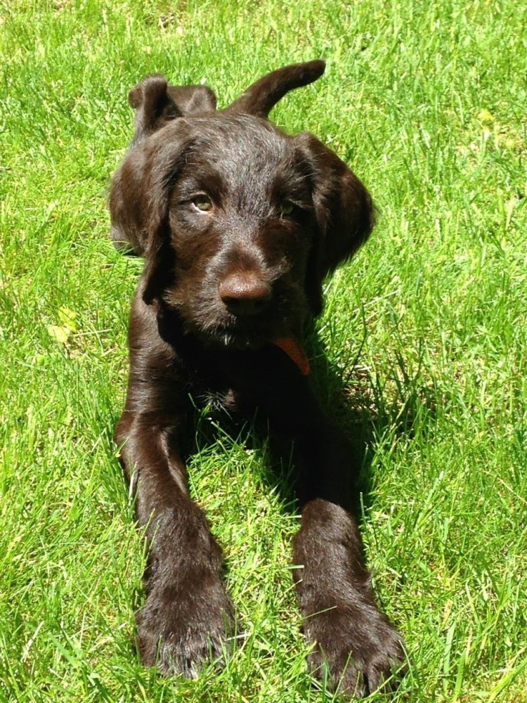 Дратхаар шоколадный