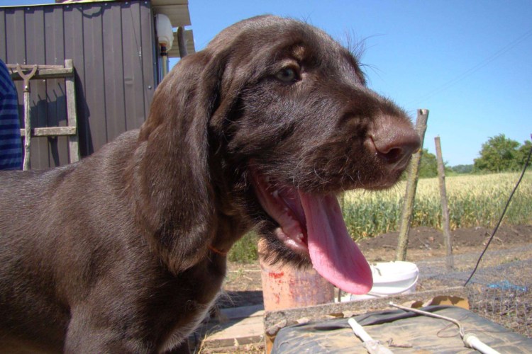 Дратхаар коричневый кофейный