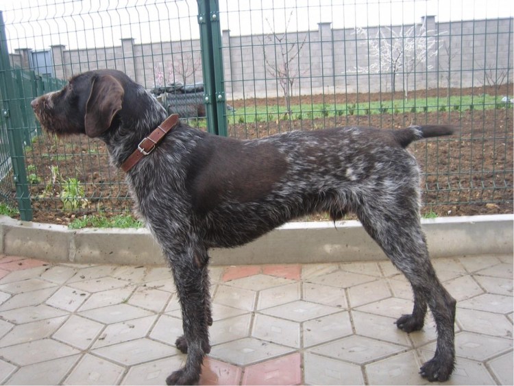 Фокстерьер дратхаар