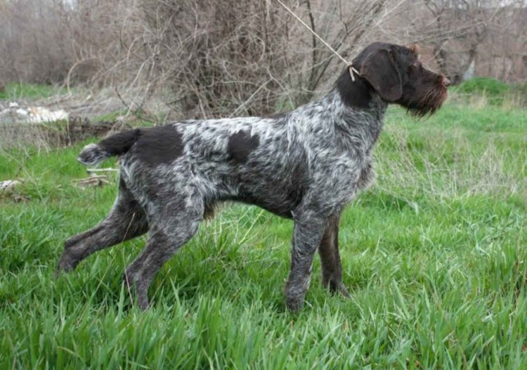 Дратхаар длинношерстный серый