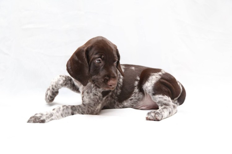 Дратхаар Германика