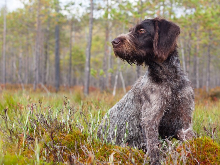 Дратхаар обои
