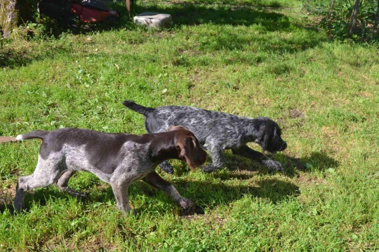 Пегий дратхаар