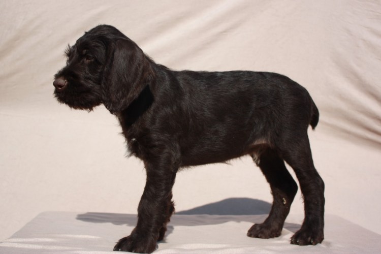 Дратхаар щенки черный