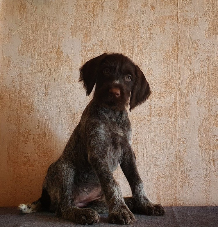 Дратхаар терьер