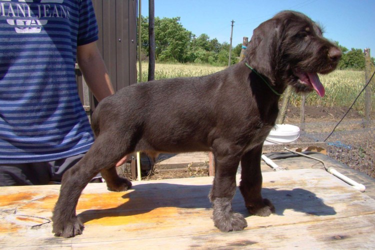 Дратхаар шоколадный