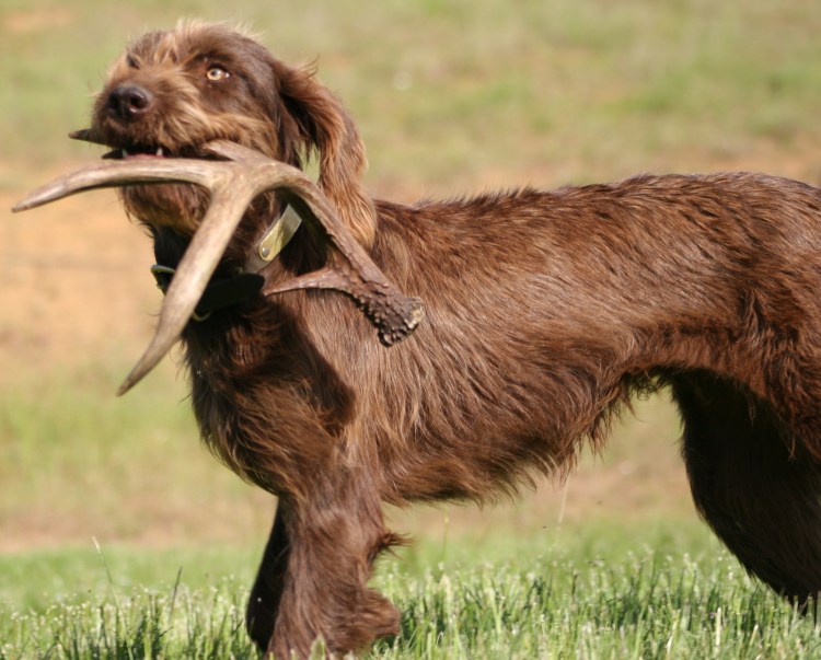 Пудель Пойнтер дратхаар