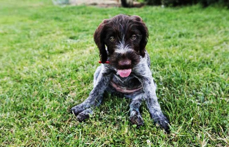 Пойнтер Курцхаар дратхаар