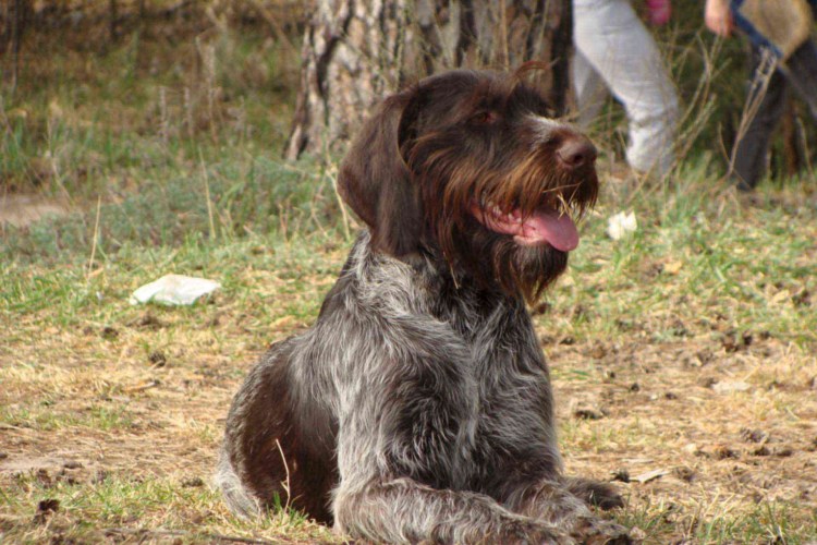 Коричневый дратхаар Грифон