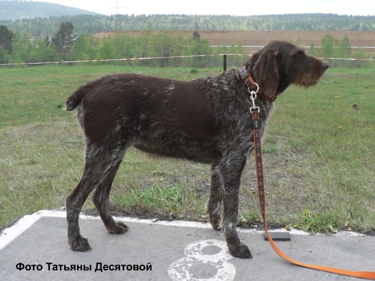 Дратхаар метис коричневый