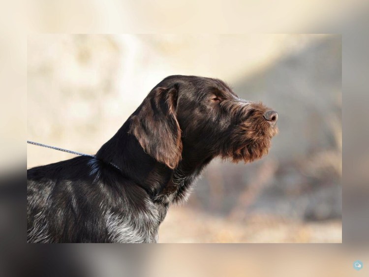 Дратхаар шоколадный