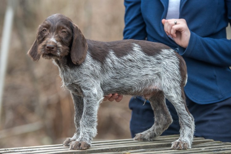 Дратхаар длинношерстный