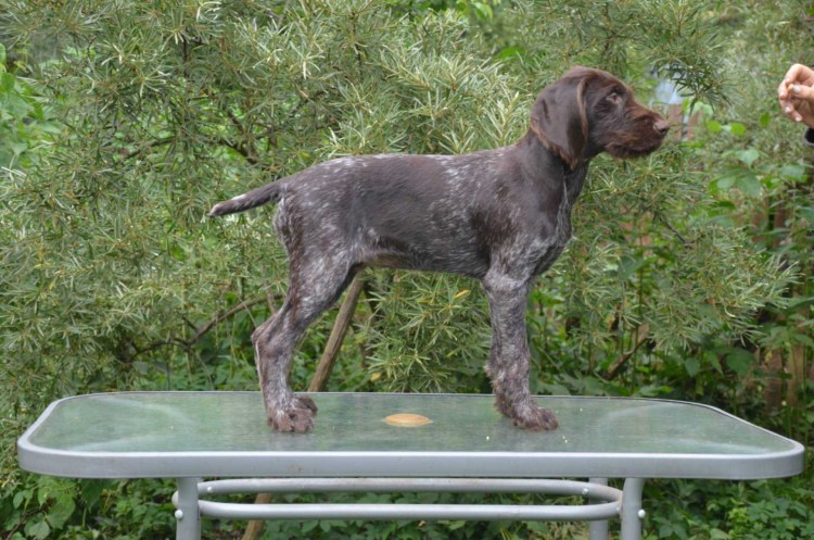 Каучук порода дратхаар