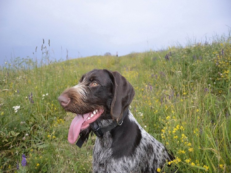 Дратхаар собака