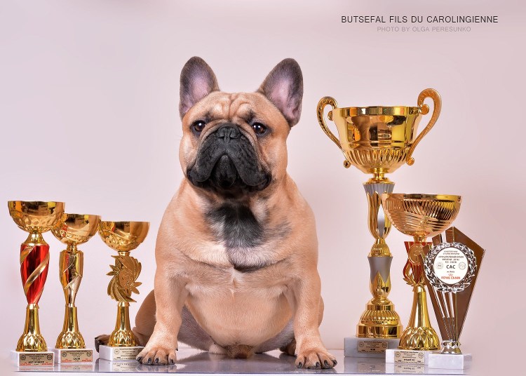 Французский бульдог чемпион мира 2018