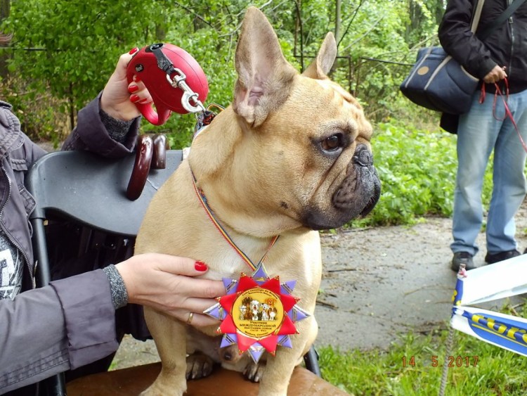 Французский бульдог чемпион мира 2018