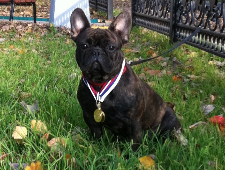 Французский бульдог чемпион мира