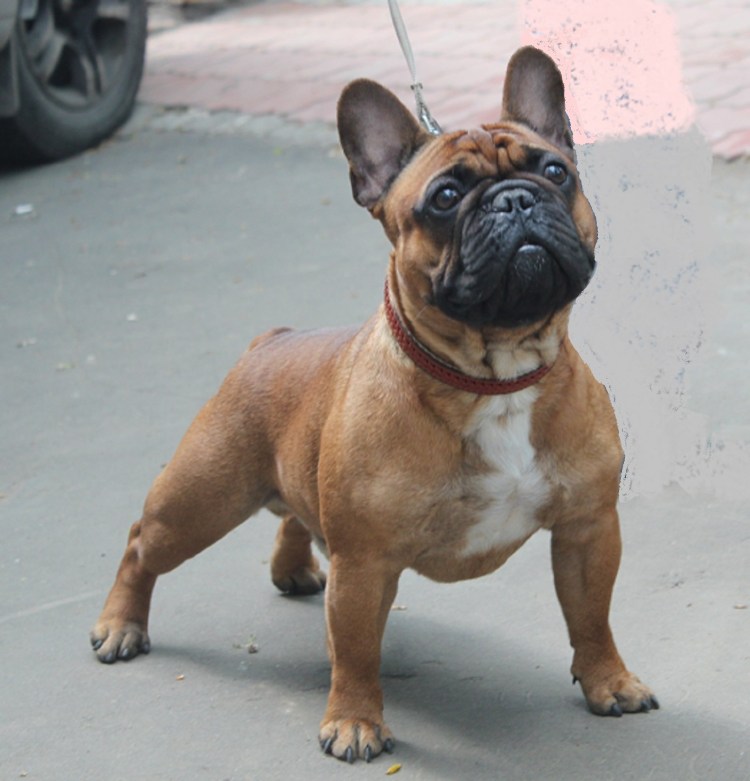 Викинг Виннер французский бульдог