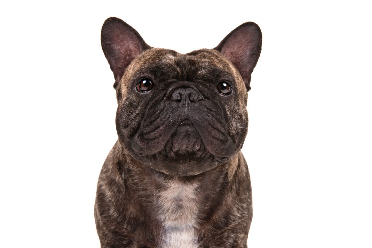 Французский бульдог