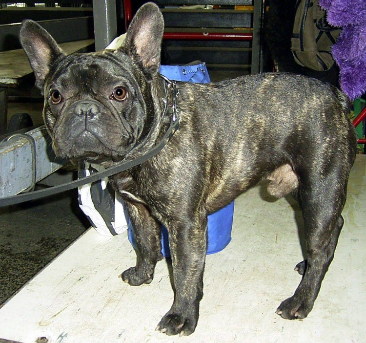 Французский бульдог рыжий