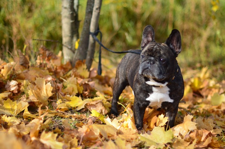 Французский бульдог щенок