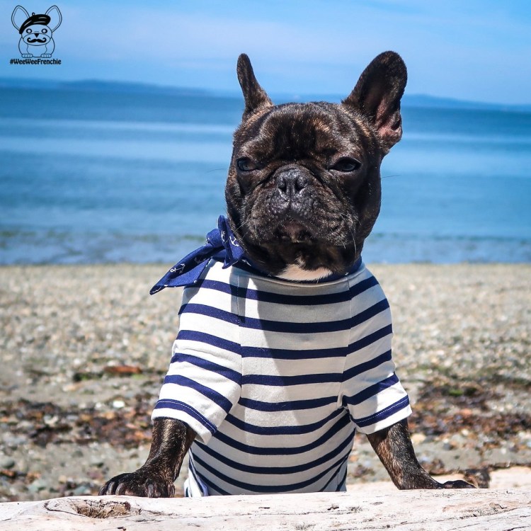 Порода собак французский бульдог