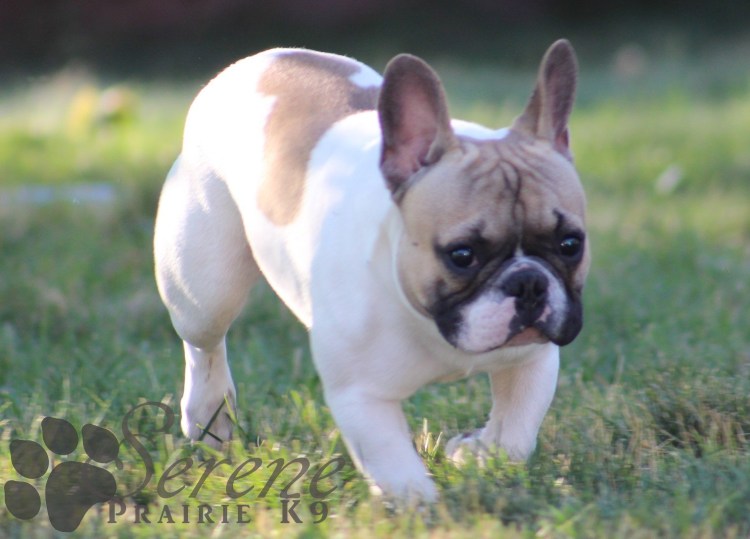 Французский бульдог чемпион России