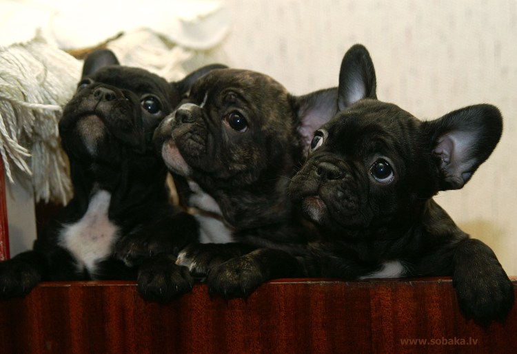 Французский бульдог подпалый