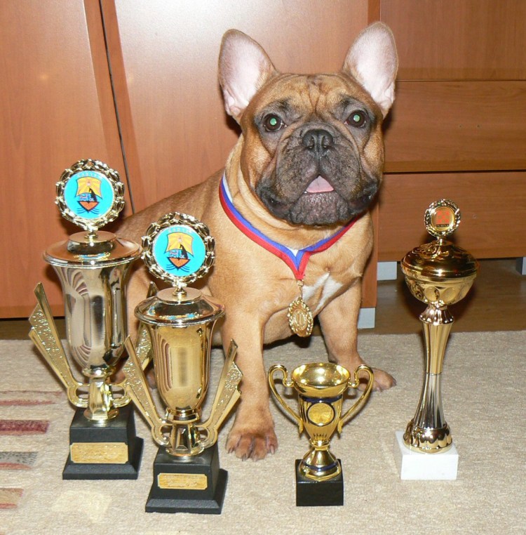 Французский бульдог чемпион мира