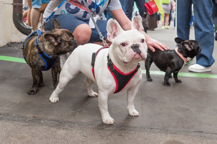 Французский бульдог чемпион мира 2020
