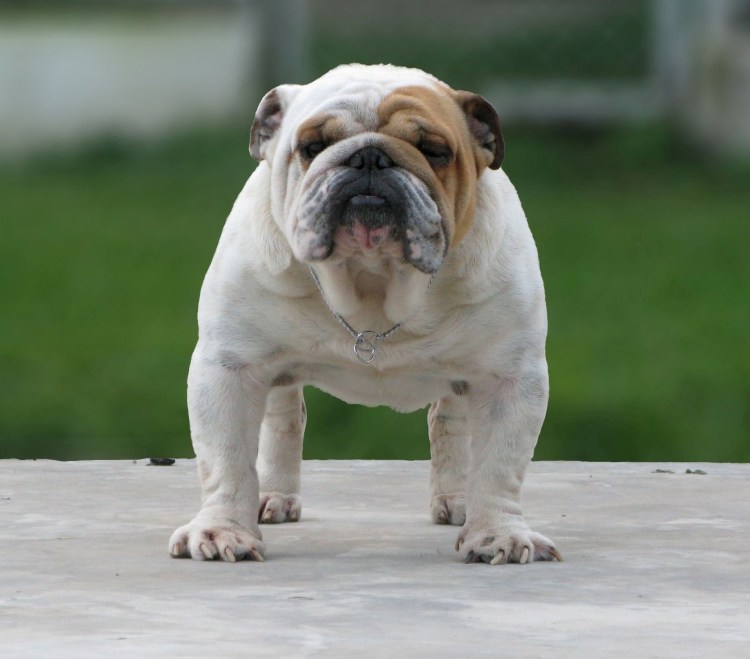 Французский бульдог подпалый