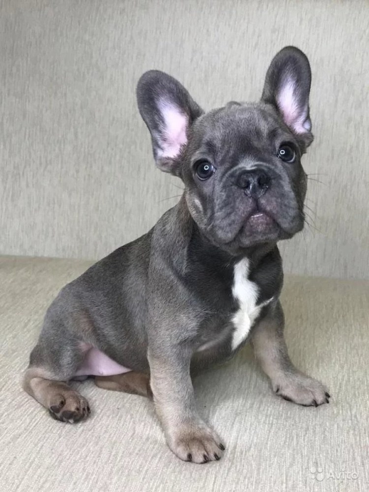 Французский бульдог темный окрас